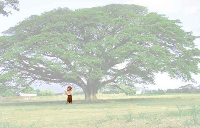 Kisah nyata hantu gentayangan Datuk penunggu pohon 