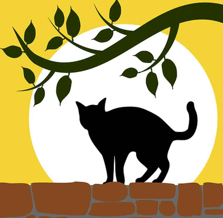  Gambar  Kucing  Kartun  Lucu dan Imut Anggora Persia 