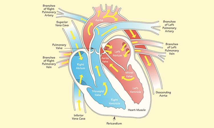 Darah yang telah mengalir kembali ke jantung dari seluruh tubuh banyak mengandung