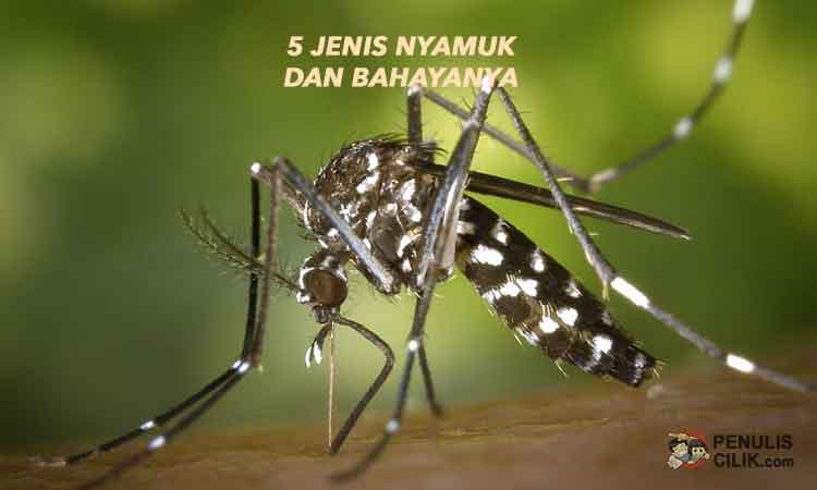 20+ Trend Terbaru Jenis Nyamuk Dan Bahayanya Beserta Gambarnya