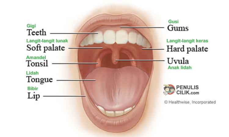 Fungsi mulut dalam sistem pencernaan manusia - Penulis Cilik